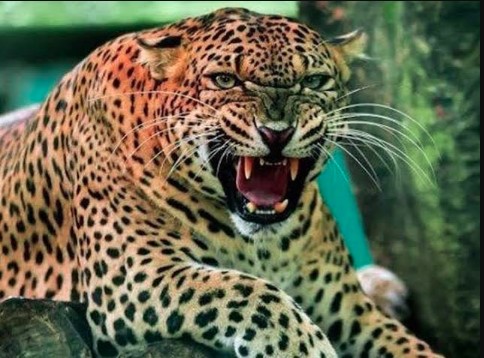 आंगन में खेल रहे बच्चे पर गुलदार ने किया हमला, मां ने जान पर खेलकर बचाई जान