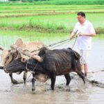 सीएम धामी ने खटीमा में की धान रोपाई, किसानों के श्रम को किया नमन