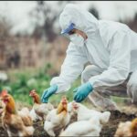 चिकन और अंडों की बिक्री पर बर्ड फ्लू का असर, ग्राहकों की मांग घटी, कारोबारियों की चिंता बढ़ी
