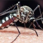 मच्छरों के काटने से हो सकती है ये गंभीर बीमारी, जानें इसके लक्षण और बचाव के उपाय