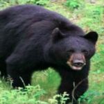 खेतों में घास लेने गई महिला पर किया भालू ने हमला, अस्पताल पहुंचने से पहले तोड़ा दम