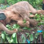 हरिद्वार वन प्रभाग में एक और हाथी की मौत, लगातार हो रही मौतों ने बढाई वन विभाग की चिंता