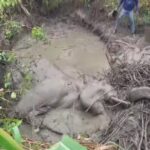 तराई के जंगल में पसरा मातम- रेलगाड़ी से टकराकर घायल हुए हाथी की हुई मौत