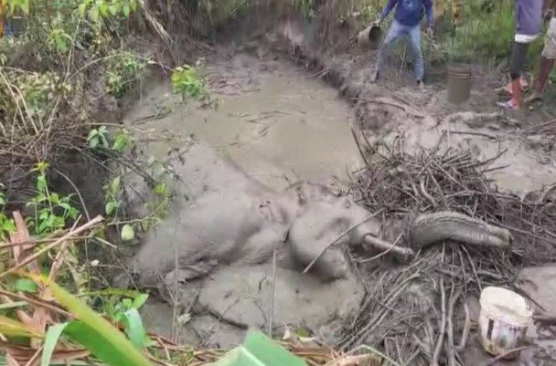 तराई के जंगल में पसरा मातम- रेलगाड़ी से टकराकर घायल हुए हाथी की हुई मौत