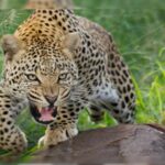 गुलदार के हमले में 65 वर्षीय महिला की मौत