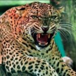 शौच के लिए निकले व्यक्ति पर किया तेंदुए ने हमला, उतारा मौत के घाट 