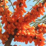 उच्च हिमालयी क्षेत्रों में सीबकथोर्न की खेती से बदलेगी किसानों की किस्मत, सरकार बना रही कार्ययोजना