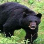 खेत में चारा लेने गई युवती पर किया भालू ने हमला, गंभीर रूप से घायल