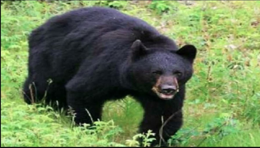 खेत में चारा लेने गई युवती पर किया भालू ने हमला, गंभीर रूप से घायल