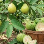 पाचन संबंधी समस्याओं से लेकर डायबिटीज और सर्दी-जुकाम में भी फायदेमंद है अमरूद