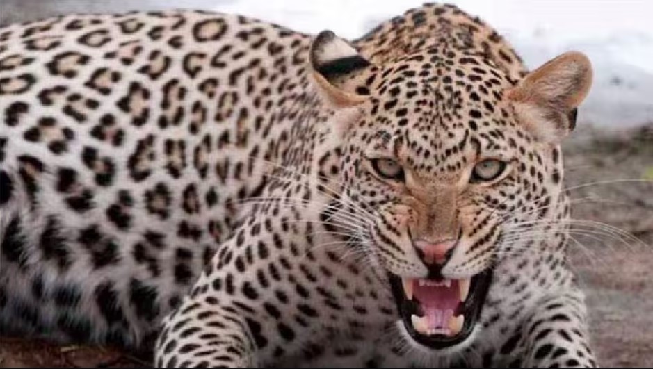 गुलदार के हमले में बुजुर्ग महिला की मौत, झाड़ियों में मिला शव